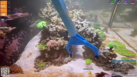 24/7 Real Live Reef Stream