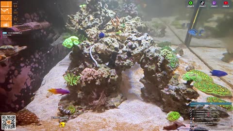 24/7 Real Live Reef Stream