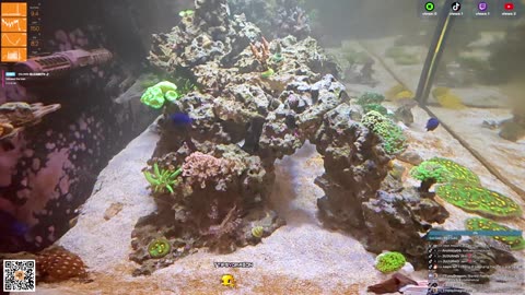 24/7 Real Live Reef Stream