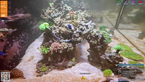 24/7 Real Live Reef Stream
