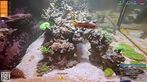 24/7 Real Live Reef Stream