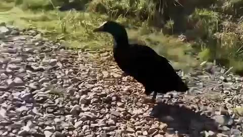 Funny animals 🤣🤣 if you like it please follow