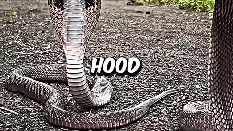 Everything You Were Taught About Snakes is wrong