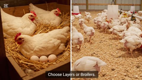 “How to Start a Poultry Farm for Beginners – Step-by-Step Tutorial”