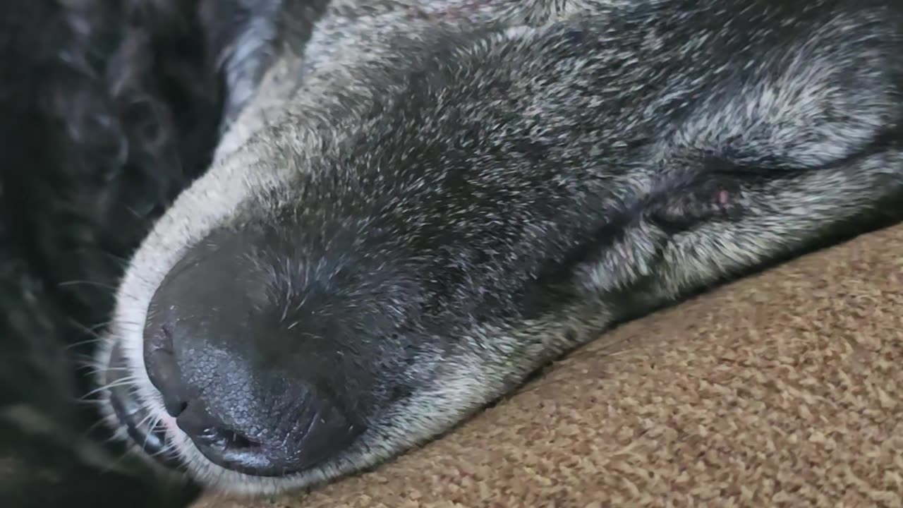 Jaz sleeping