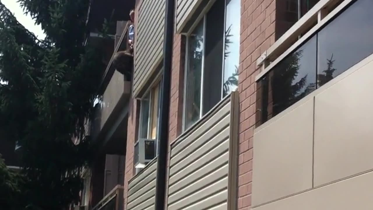 Raccoon B.N.E turned Animal Abuse.