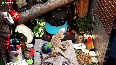 🔴 2025🔴03-21🍁 Live Stream Day 19🔴 🍏Healthy4Life🐉 Mascots 🍎🐲 Meet Kobe & Health🐉 Day In The Life Of Bearded Dragons🐲Day1🐉⭕Live🦎Streaming🔴