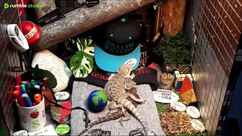 🔴 2025🔴03-21🍁 Live Stream Day 19🔴 🍏Healthy4Life🐉 Mascots 🍎🐲 Meet Kobe & Health🐉 Day In The Life Of Bearded Dragons🐲Day1🐉⭕Live🦎Streaming🔴