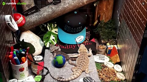 🔴 2025🔴03-21🍁 Live Stream Day 19🔴 🍏Healthy4Life🐉 Mascots 🍎🐲 Meet Kobe & Health🐉 Day In The Life Of Bearded Dragons🐲Day1🐉⭕Live🦎Streaming🔴