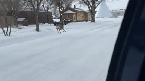DEER