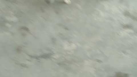 Resl Cat