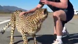 Trending: I Raced A Cheetah