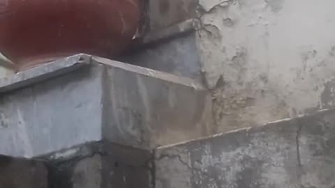 kitten playing