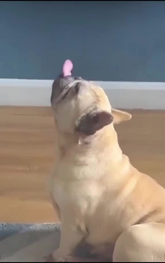 "Dogs Just Wanna Have Fun 🐕🎉"