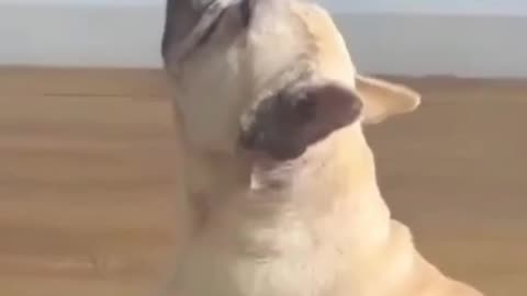 "Dogs Just Wanna Have Fun 🐕🎉"