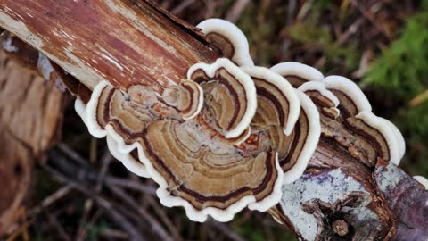 Turkey Tail