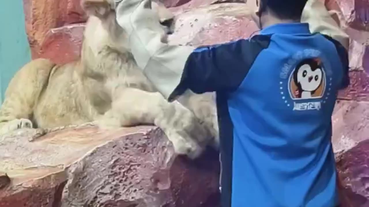 if the lion doesn't roar, you guys thought it was Hello Kitty? 🦁🥰