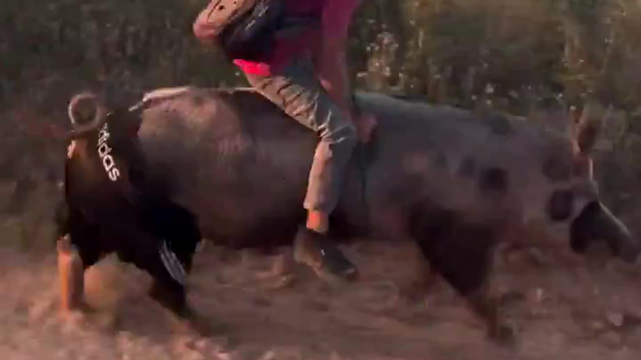 🔥🐷A kid riding a pig to go to school in Brazil 🇧🇷