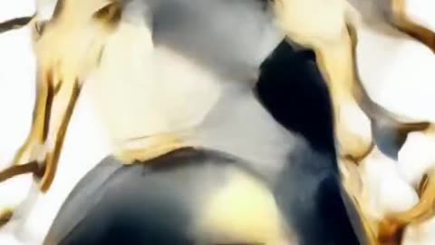 BOM DE BOLA