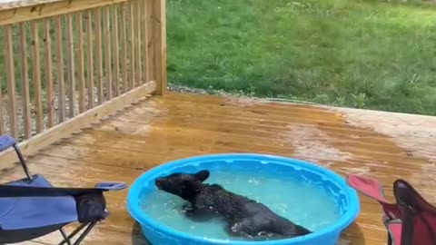 Four Cubs Play Fight in Kiddie Pool
