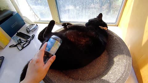 My pet cat vlog, his name is Heihei, 04/08, 2025, He was so comfortable that he jumped up