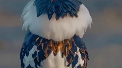 All videos
