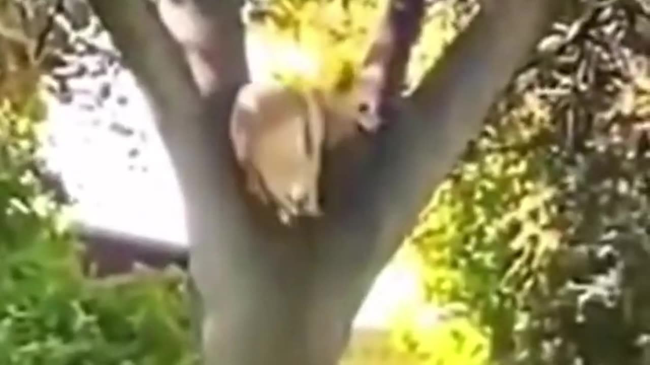 Funny Fights, Defenses and fails