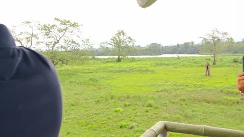 Forest Footage