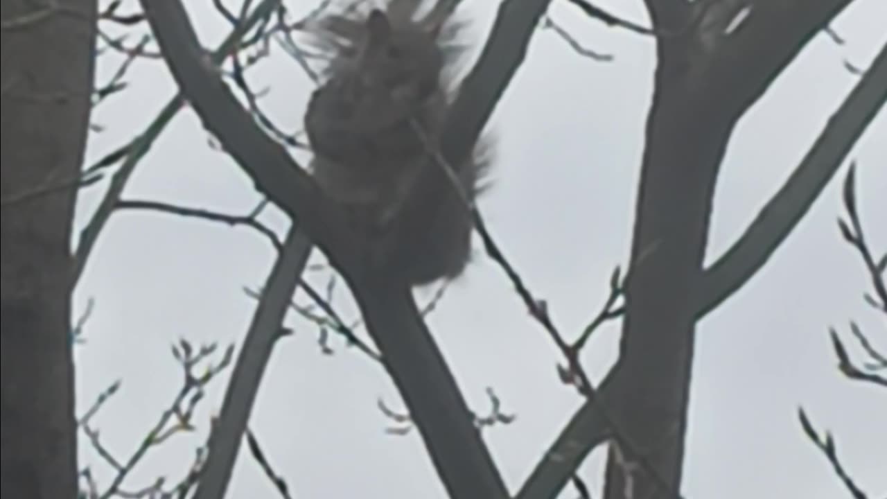 Squirrel staring