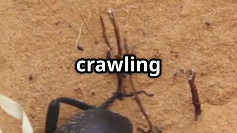 💧🪲 Beetle Shells & Water Harvesting Tech – Nature’s Ingenious Design! 🌿🔬