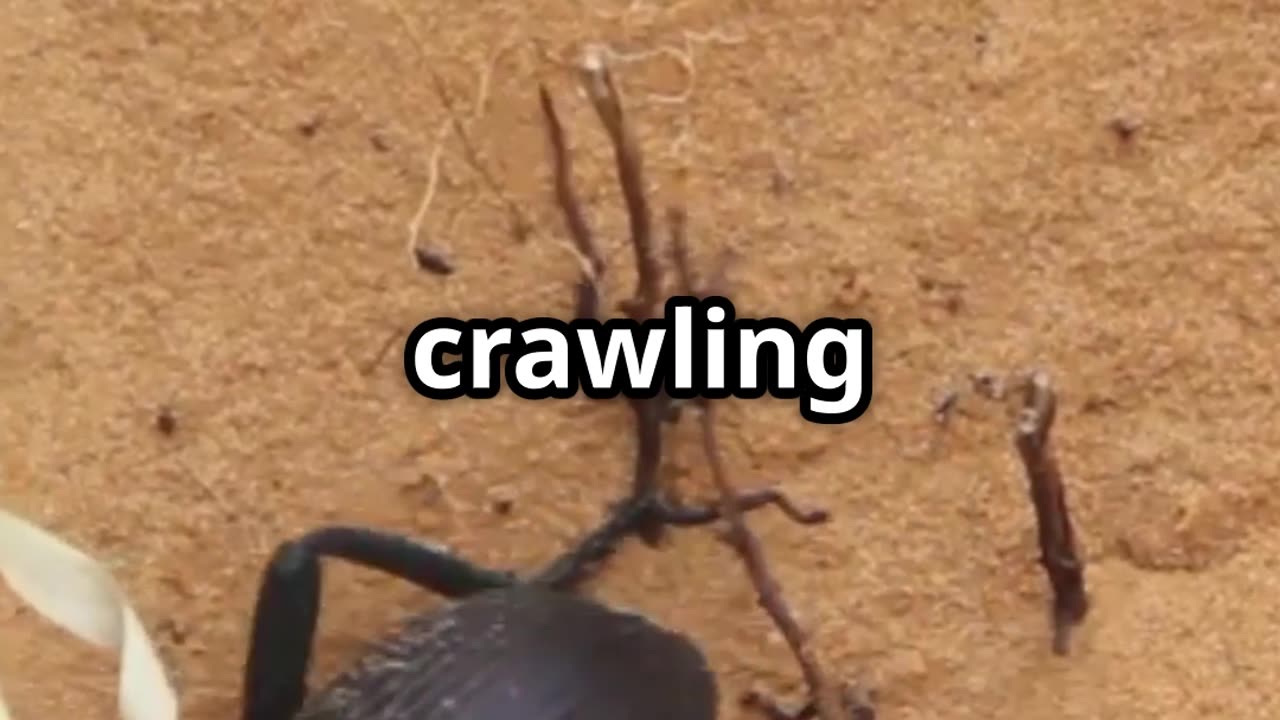 💧🪲 Beetle Shells & Water Harvesting Tech – Nature’s Ingenious Design! 🌿🔬