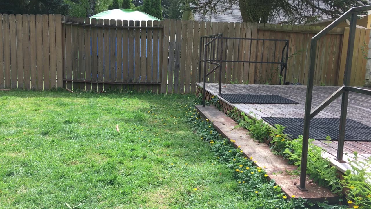 backyard chase