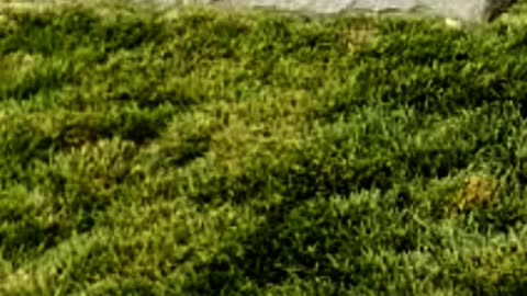 FAMOUS GRAVES - VOL. 90: ED ASNER