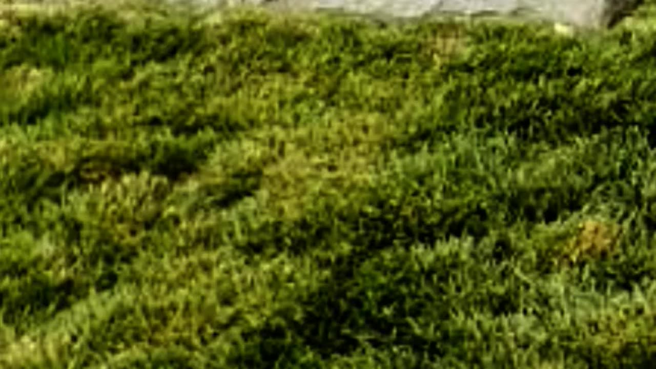 FAMOUS GRAVES - VOL. 90: ED ASNER
