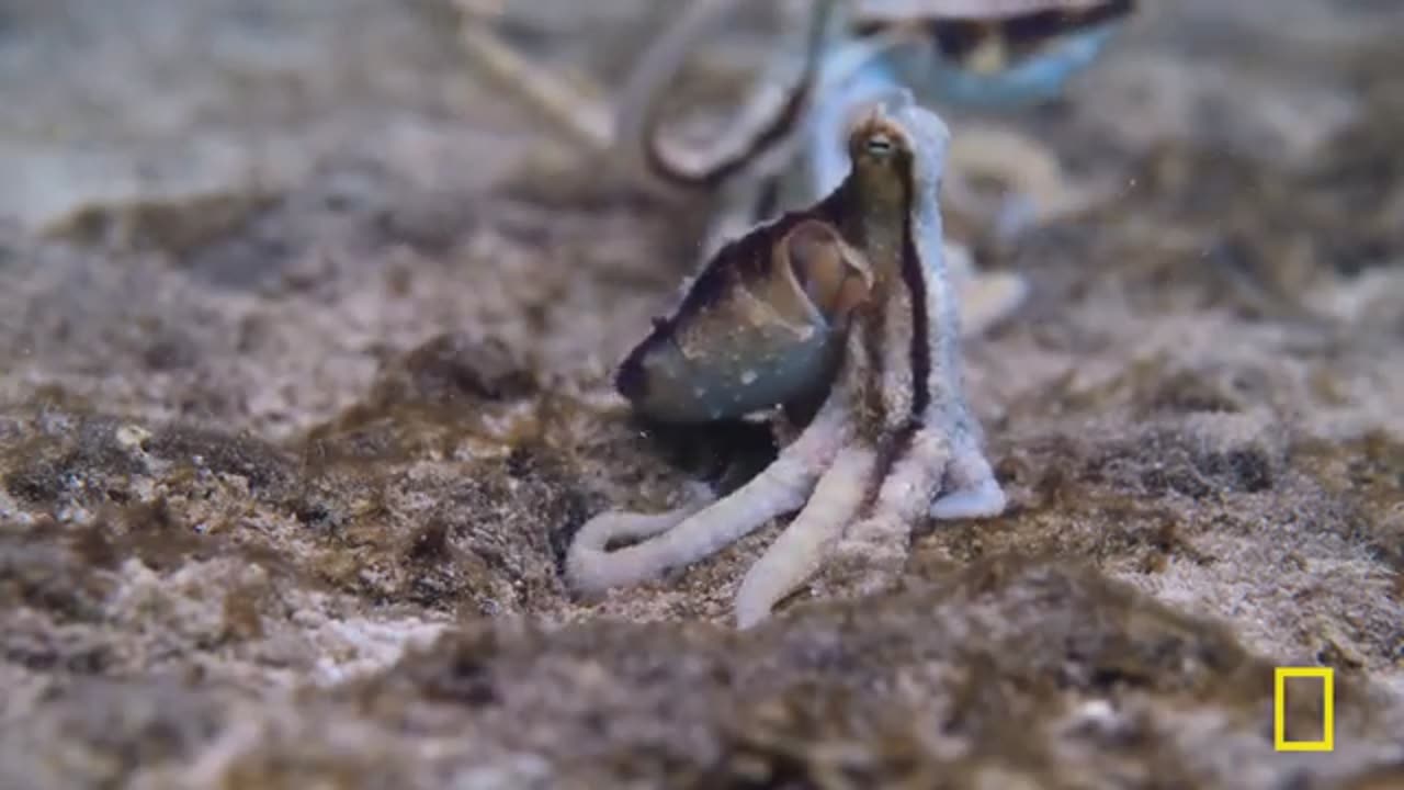Octopus Social Life (Full Episode) | Secrets of the Octopus