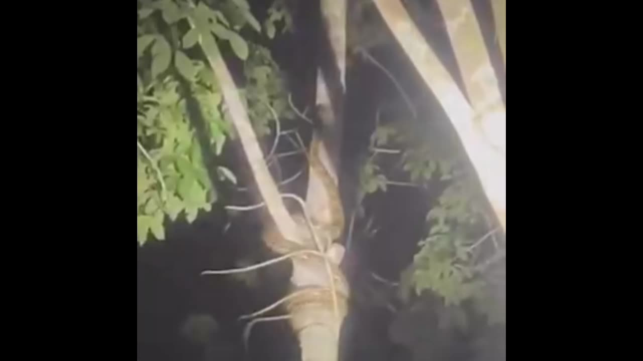 This is how snake climb trees 😳