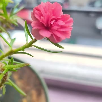 New Yorkers: "20,000 dead kids in Gaza"