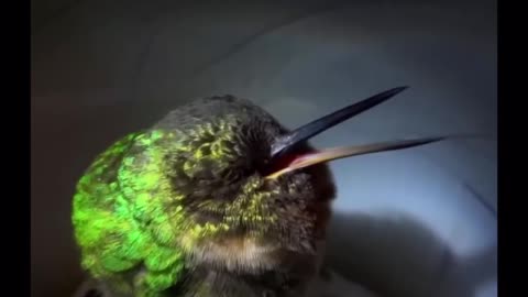Ever heard a snoring hummingbird ? 🥰