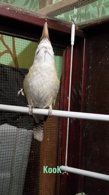 Kookaburra bird