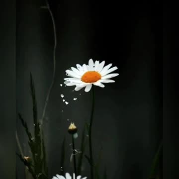 The Uplifting Power of Flowers: Emotions and Advantages