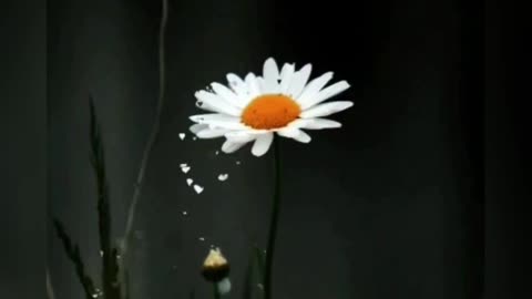 The Uplifting Power of Flowers: Emotions and Advantages