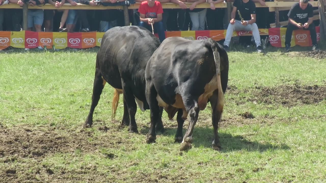 Brko od Stjepića vs Peran od Porča