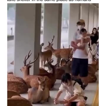 During a rainstorm in japan, wild animals will take shelter in the same place as humans