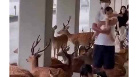 During a rainstorm in japan, wild animals will take shelter in the same place as humans