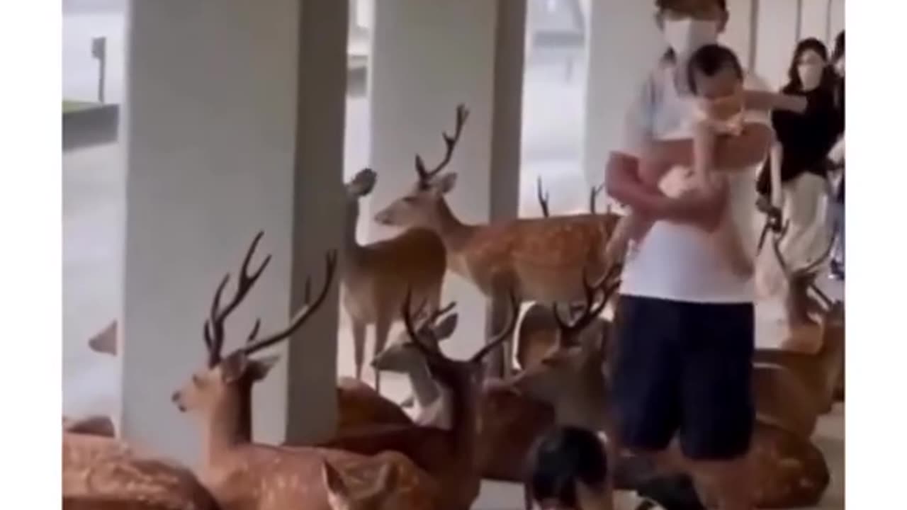 During a rainstorm in japan, wild animals will take shelter in the same place as humans