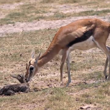 "Miracle of Life! The Birth of a Thomson’s Gazelle and Its First Wobbly Steps!"