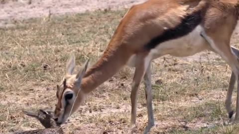 "Miracle of Life! The Birth of a Thomson’s Gazelle and Its First Wobbly Steps!"