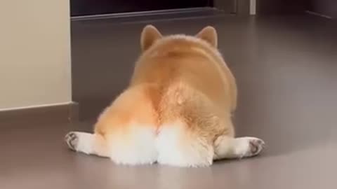 Cute tiny dog with littlt tiny booty lol, and that spread leg moment is lol