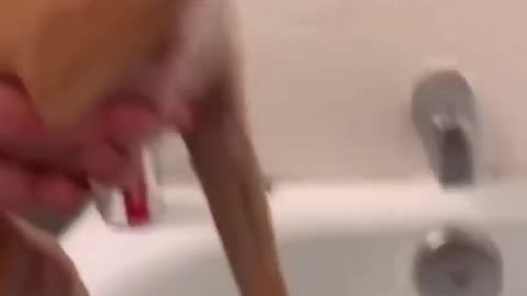Dogs being idiots 11 : Dogs vs Nail Trims 🤣🐕 #funnydog #funnypet #cutedog #dog #pets #shorts