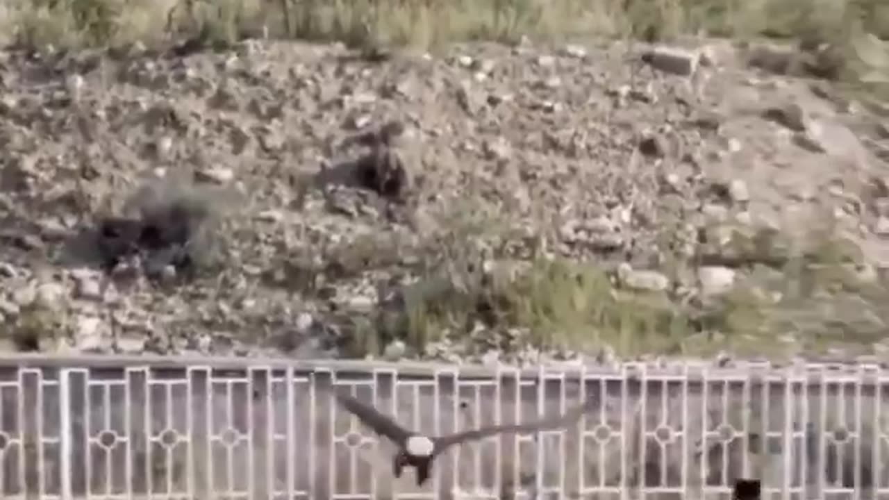 Insane! In Iran, a bald eagle nearly snatched a childA passerby managed to rescue